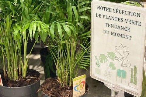 BRICO E. LECLERC  - Saint-Louis : Notre selection de plantes