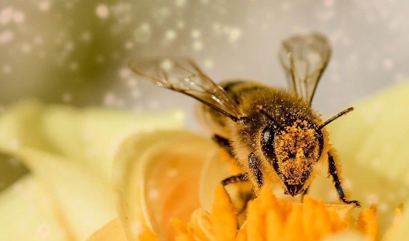 TRÈFLE VERT  - Hiver : Nourrir vos abeilles !